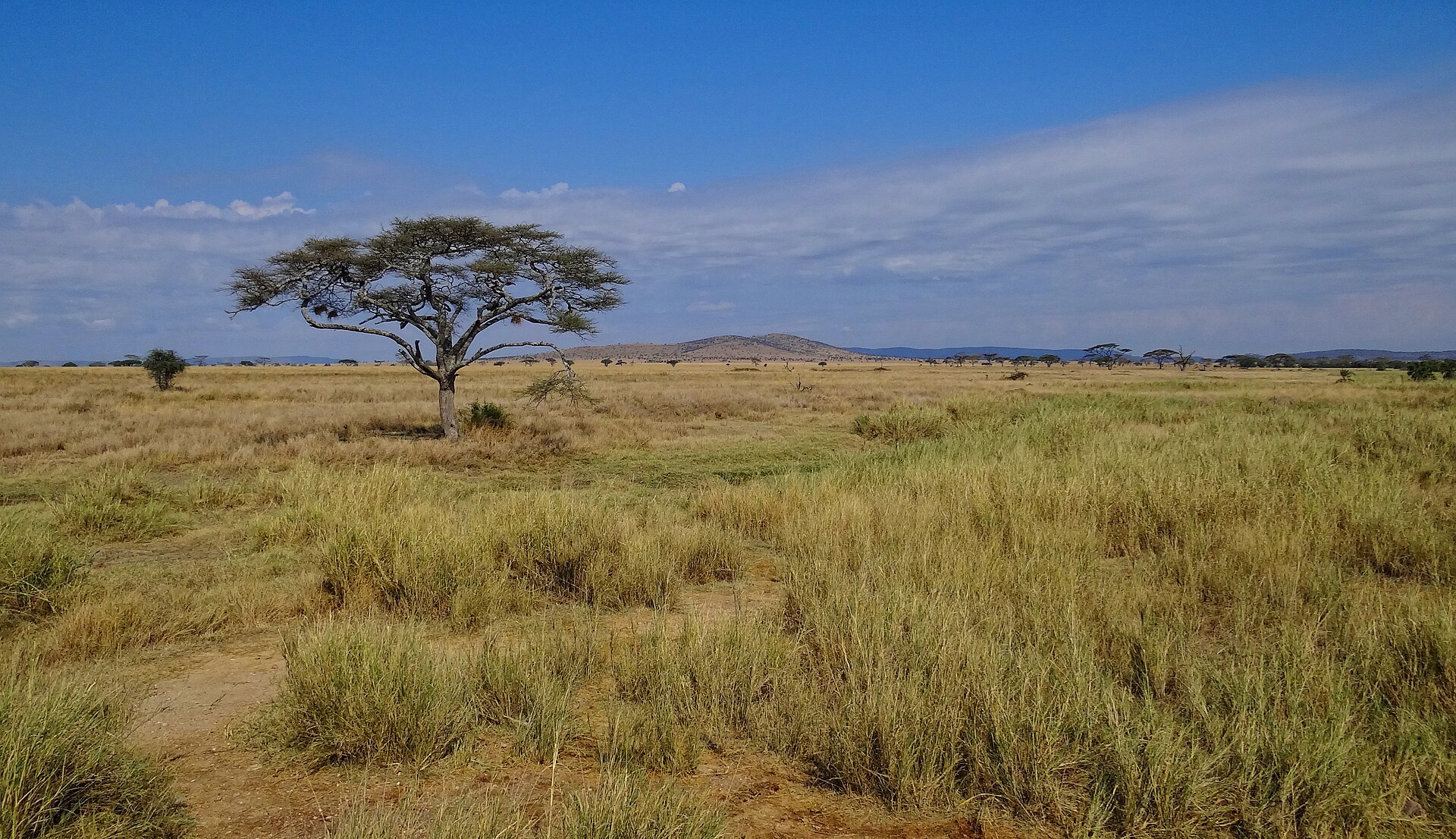 Serengeti & Masai Mara — Following the Migration