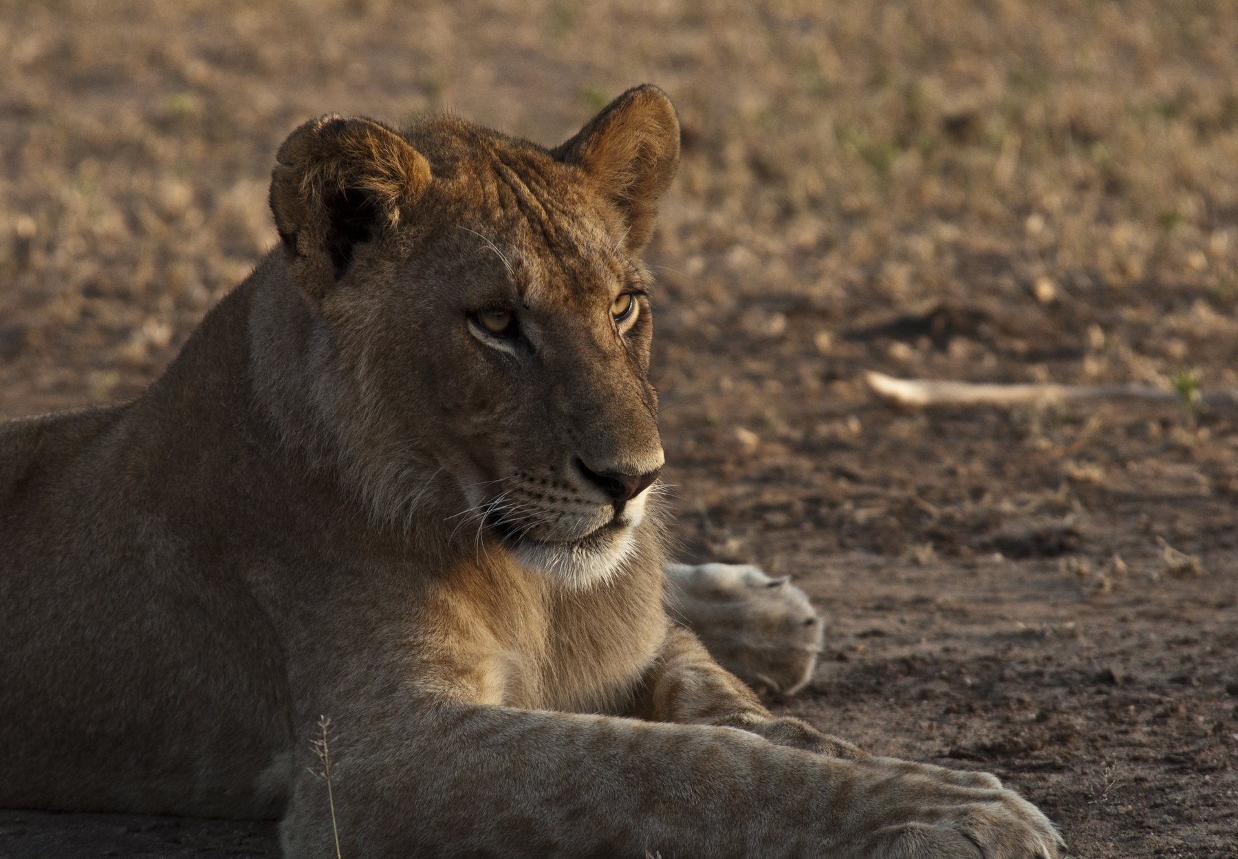 Grand Tanzania & Kenya