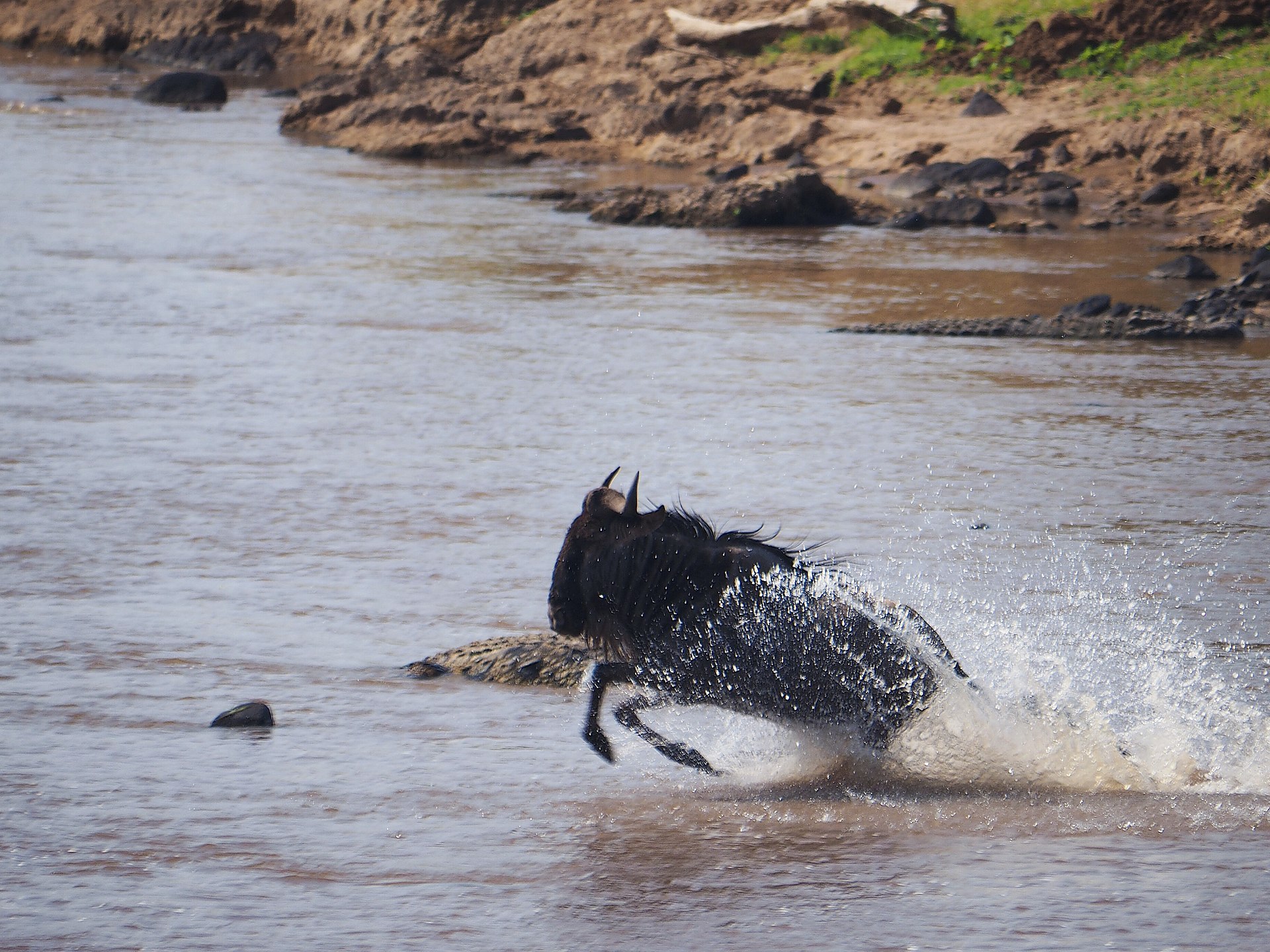 Great Migration & Mara River Crossing