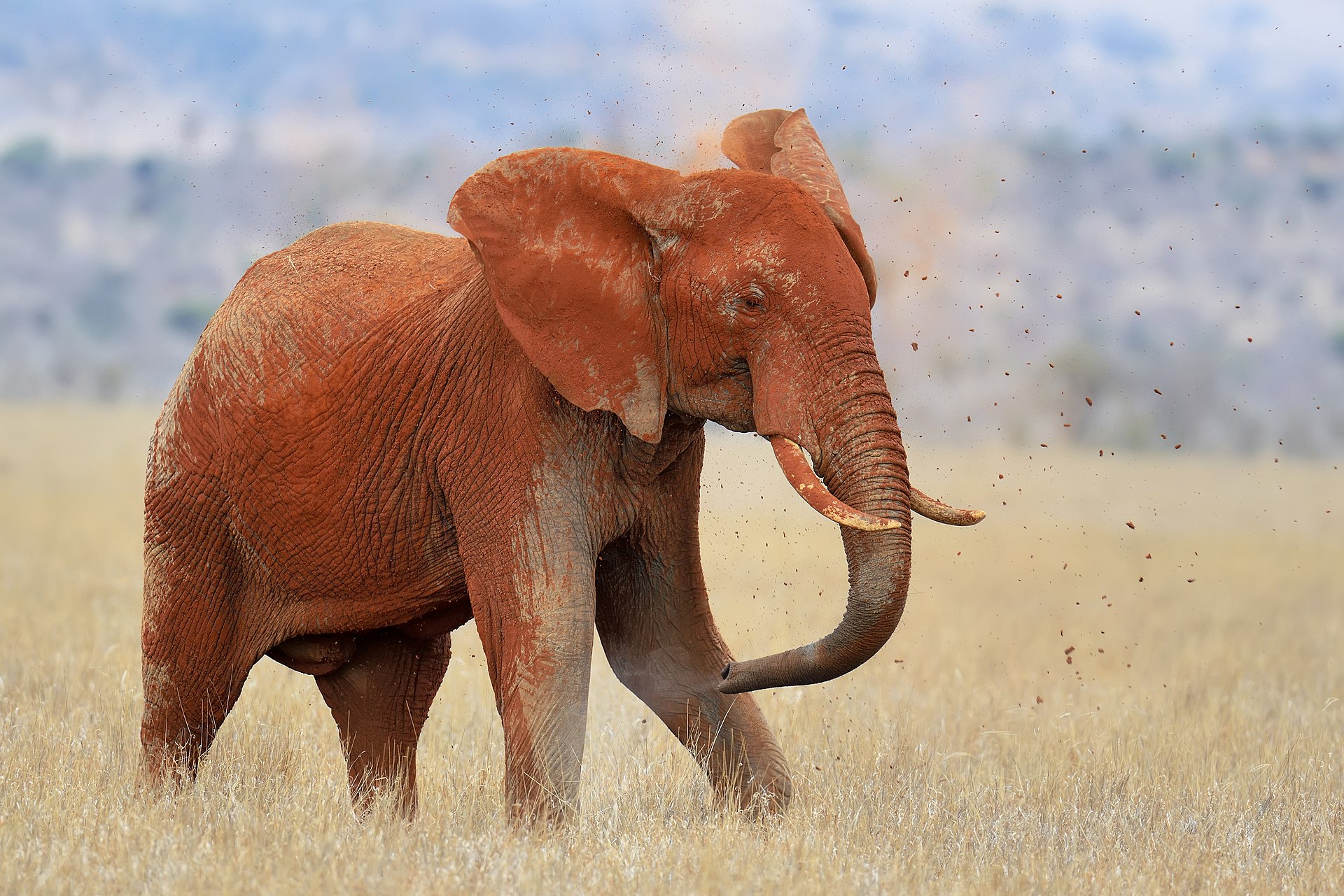 Tsavo Safari — East & West